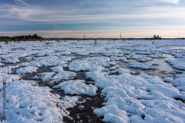 Fototapeta swamp on a sunny winter day with snow