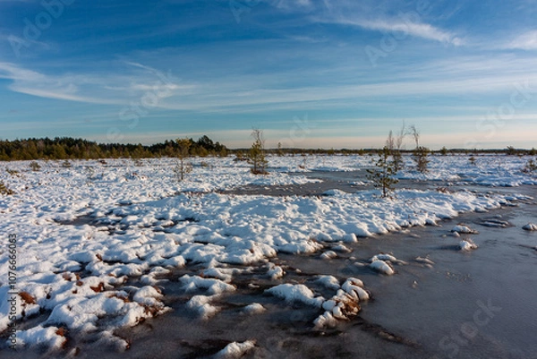 Fototapeta swamp on a sunny winter day with snow