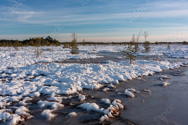 Fototapeta swamp on a sunny winter day with snow