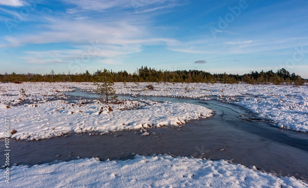 Fototapeta swamp on a sunny winter day with snow