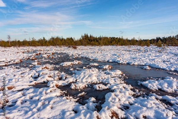 Fototapeta swamp on a sunny winter day with snow