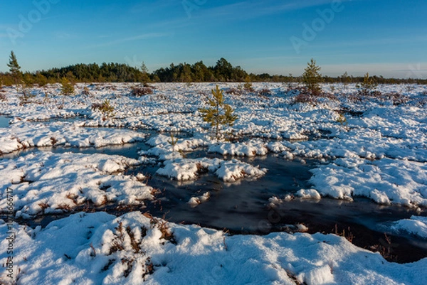Fototapeta swamp on a sunny winter day with snow