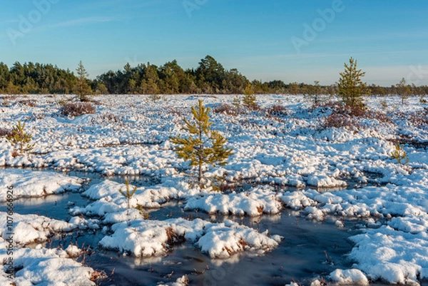 Fototapeta swamp on a sunny winter day with snow