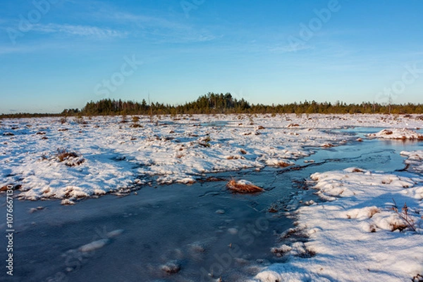 Fototapeta swamp on a sunny winter day with snow