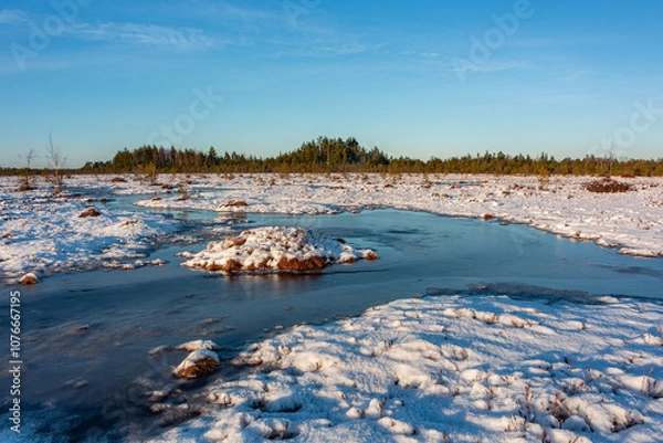 Fototapeta swamp on a sunny winter day with snow