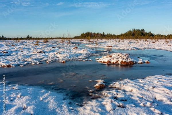 Fototapeta swamp on a sunny winter day with snow