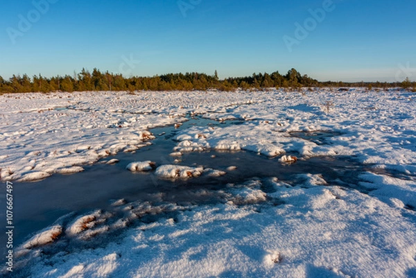 Fototapeta swamp on a sunny winter day with snow