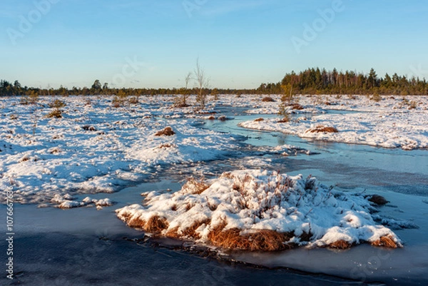Fototapeta swamp on a sunny winter day with snow