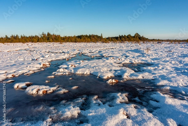 Fototapeta swamp on a sunny winter day with snow
