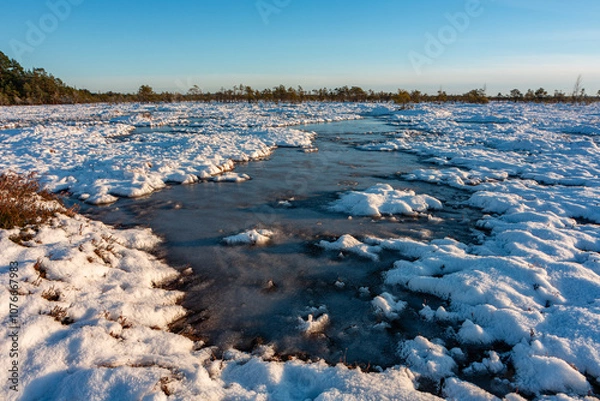 Fototapeta swamp on a sunny winter day with snow