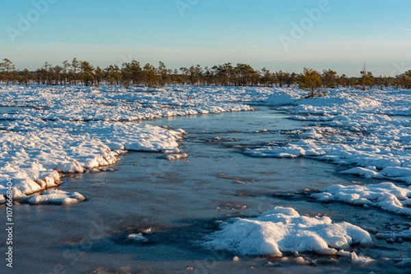 Fototapeta swamp on a sunny winter day with snow