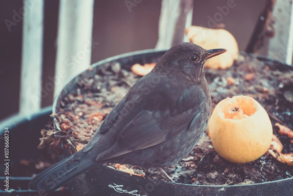 Fototapeta Spring birds feeding close to the civilization and the city