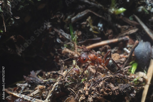 Obraz ants in the forest