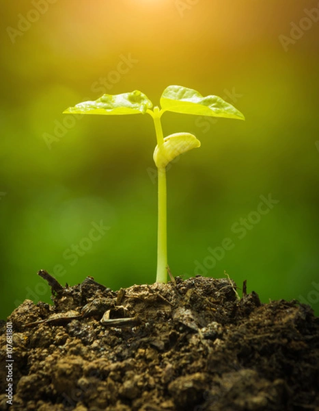 Obraz Green sprout growing from seed