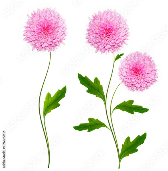 Fototapeta Colorful autumn flowers of chrysanthemum