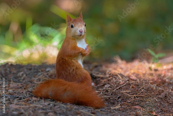 Obraz Squirrel forest model