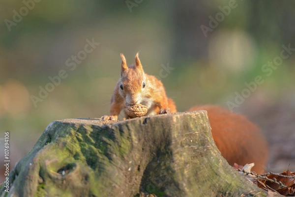 Obraz The squirrel found a walnut on the stump
