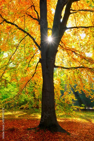 Fototapeta Beautiful autumn scenery with a majestic tree strewn with colorful leaves