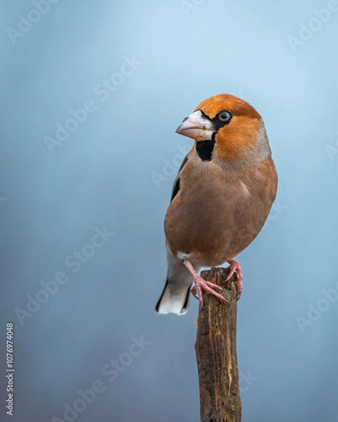 Fototapeta Grubodziób Coccothraustes coccothraustes