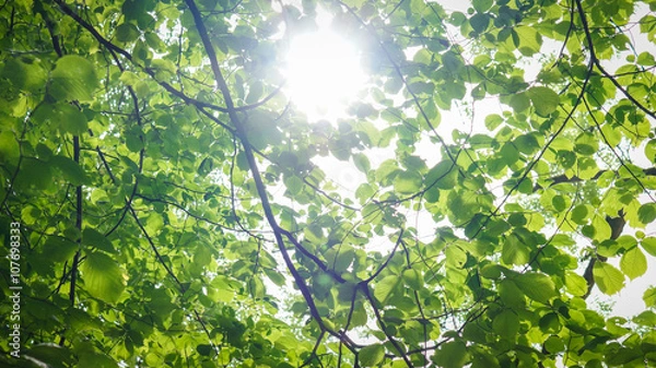 Obraz Sonnenschein im Wald