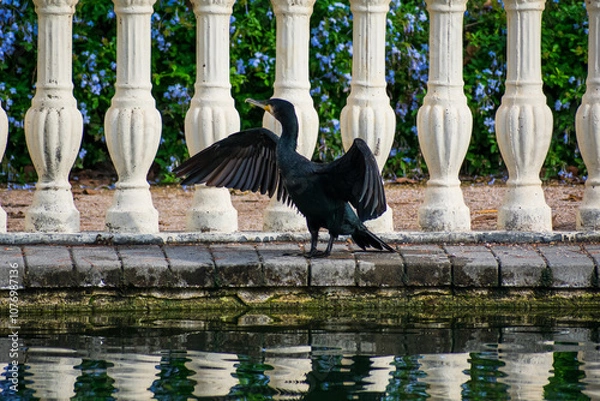 Obraz ave secándose al sol
