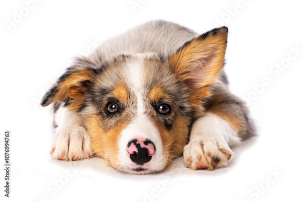 Obraz Cute Border collie puppy lying isolated on white