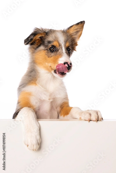 Fototapeta Border collie puppy looks over a wall