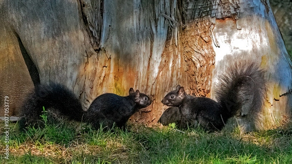 Fototapeta Black squirrels running and playing around the trunk