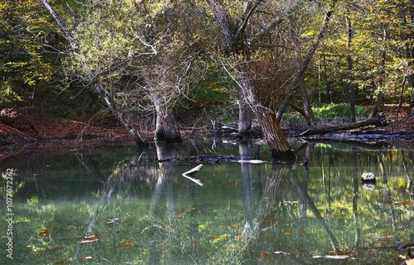 Obraz ducks on the river