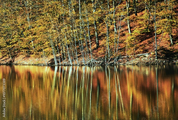 Obraz lake in autumn forest