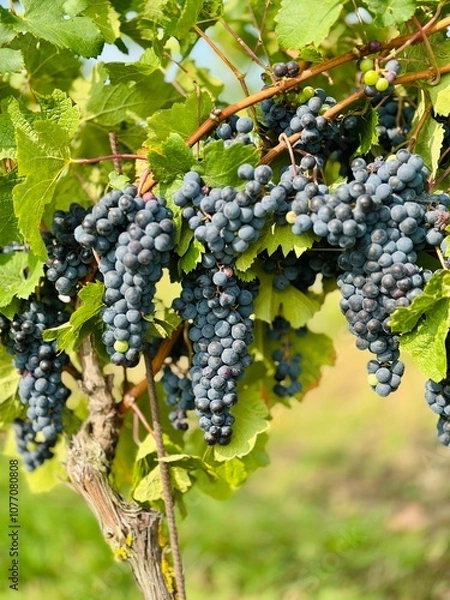 Obraz winegrapes