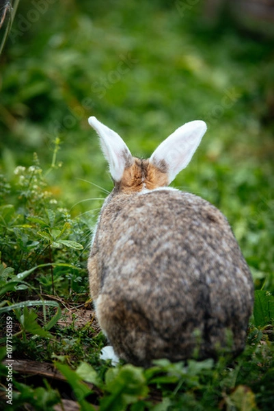 Fototapeta Zwergkaninchen von hinten sitzend