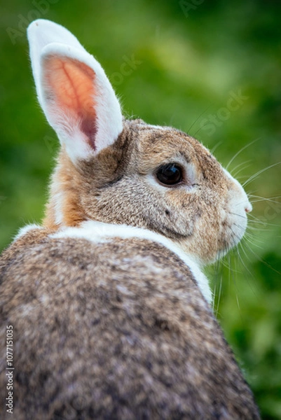 Fototapeta Zwergkaninchen Profil