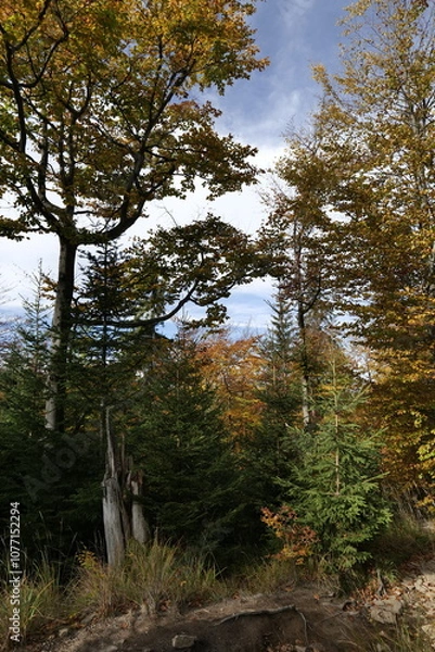 Obraz Drzewa na tle nieba