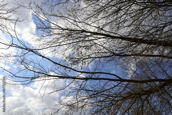 Fototapeta Ветки деревьев на фоне облачного неба