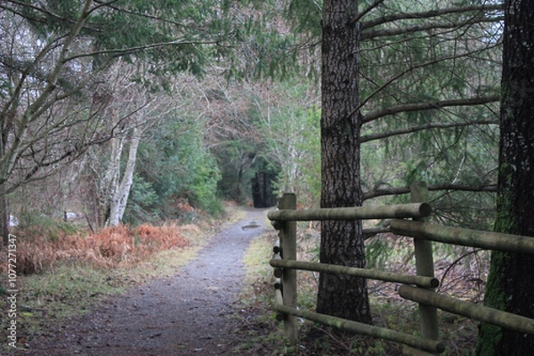 Obraz Path in the forest