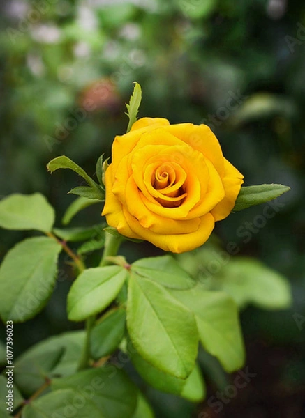Obraz Yellow rose on green background