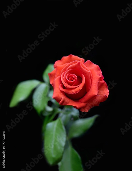 Obraz red rose on black background