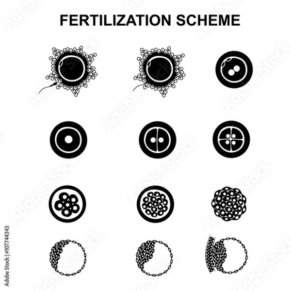 Fototapeta schematic image of fertilization in mammals