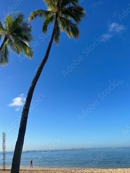 Fototapeta Palm Trees on Tropical Beach with Blue Sky and Ocean Horizon