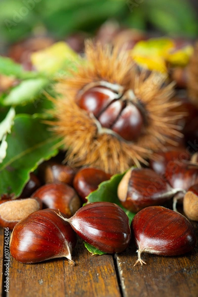 Fototapeta Chestnuts with leaves and burs on a wooden table