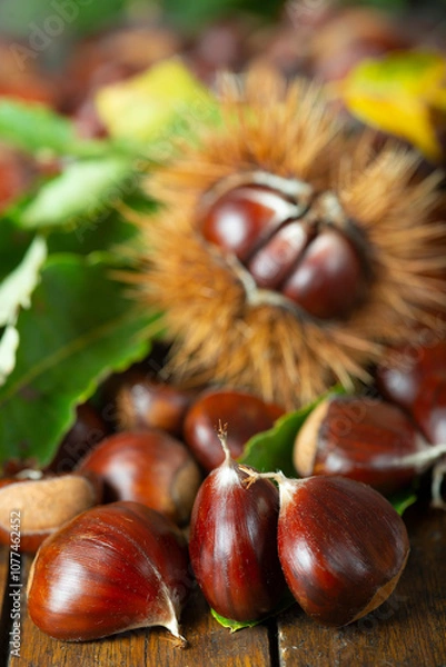 Fototapeta Chestnuts with leaves and burs on a wooden table
