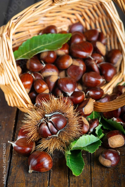 Fototapeta Chestnuts with leaves and burs on a wooden table