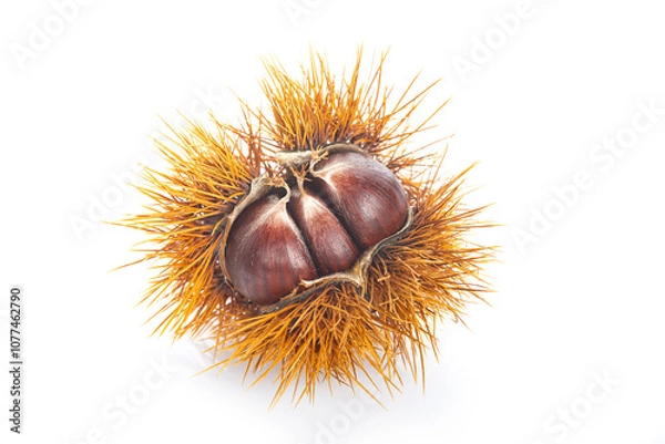 Fototapeta Chestnuts with leaves isolated on a white background
