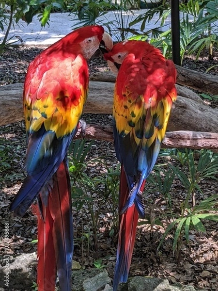 Obraz Macaw parrot