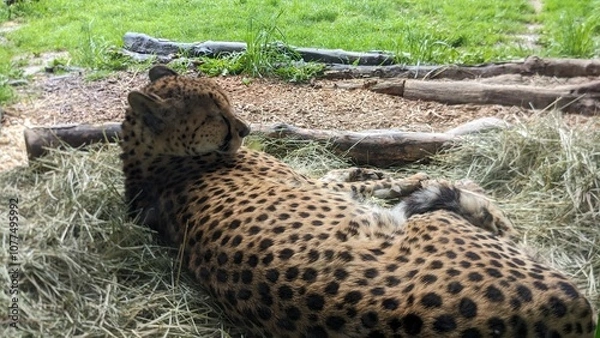 Obraz leopard resting in the grass