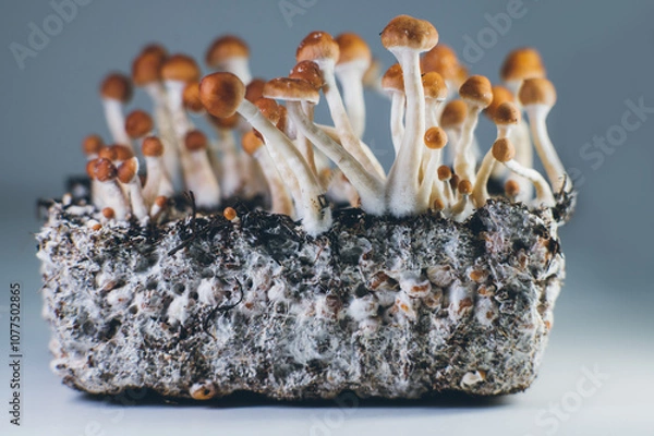 Fototapeta Psilocybe cubensis mushrooms growing on mycelium