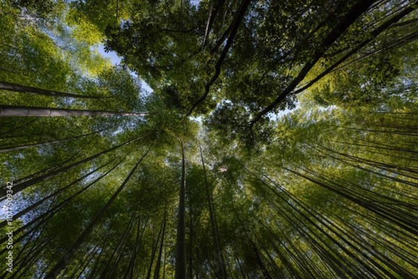 Fototapeta Bosque de bambú vista desde un plano contrapicado.