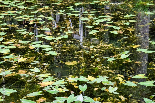 Obraz 日本・岐阜、モネの池の風景