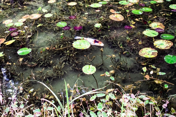 Obraz 日本・岐阜、モネの池の風景